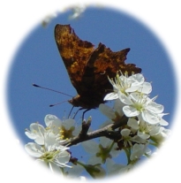 Farfalla