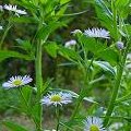 La cespica annua