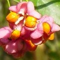 Frutti della fusaggine