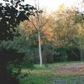 Il Bosco dopo la pioggia