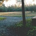 Il tramonto sulle piante