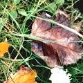 I colori dell'autunno