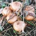 Funghi