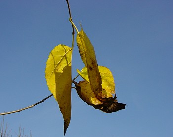 Foglie ingiallite