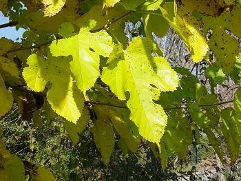 Foglie di gelso