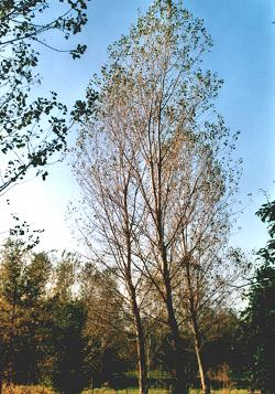 Alberi spogli