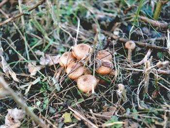 I funghi