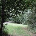 L'ombra nel Bosco