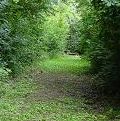 La vegetazione del Bosco