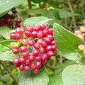 Bacche di lantana