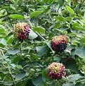 La lantana