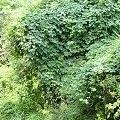 Le piante rampicanti