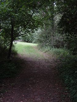 Foto del Bosco in estate