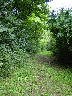 Foto del Bosco in estate