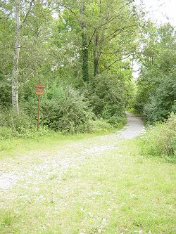 Foto del Bosco in estate
