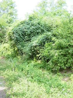 Foto del Bosco in estate