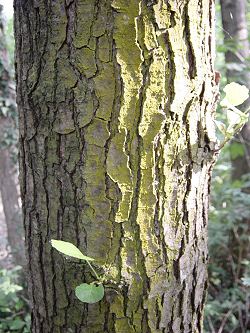 Foto del Bosco in estate