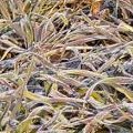 Graminacee gelate