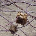 I rami spogli della rosa canina