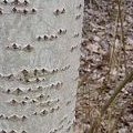 Corteccia del pioppo bianco