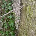 Edera aggrappata a tronchi