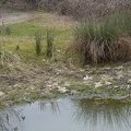 Stagno