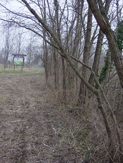 Il bosco d'inverno