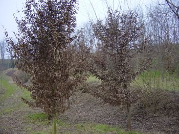Carpino bianco