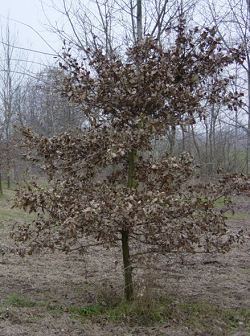 Foglie secche