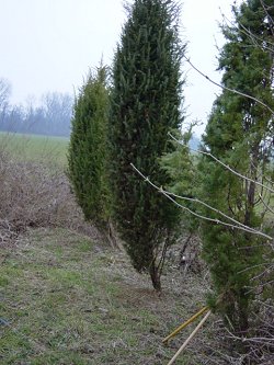 Rari ginepri in pianura