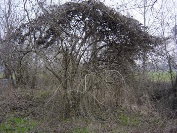 Densi ammassi di rampicanti