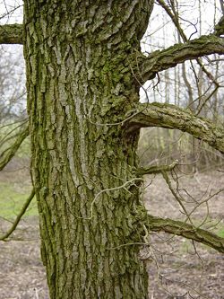 Corteccia di olmo campestre