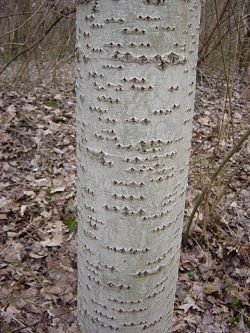 Corteccia di pioppo bianco