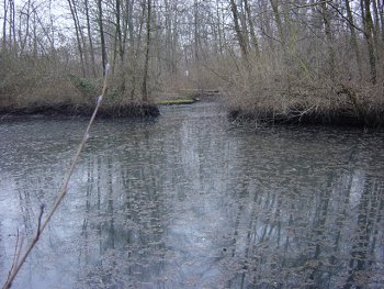 Stagno
