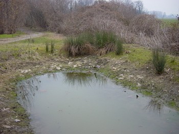 Stagno