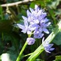 I fiori incominciano a sbocciare