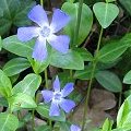 I fiori della pervinca