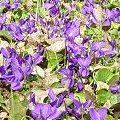 Viola mammola