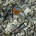 Fiori primaverili