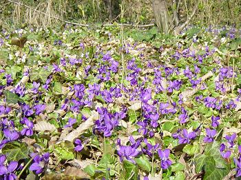 Viola mammola