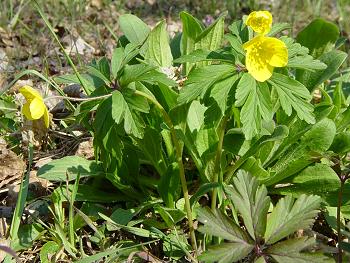 Anemone gialla