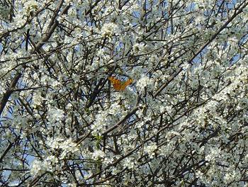 Fiori primaverili