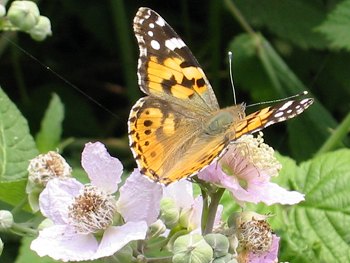 Fiori del rovo