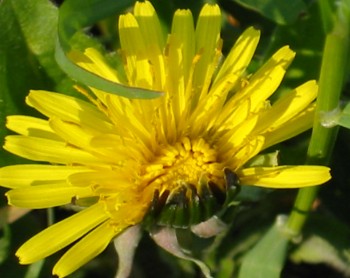 Dente di leone