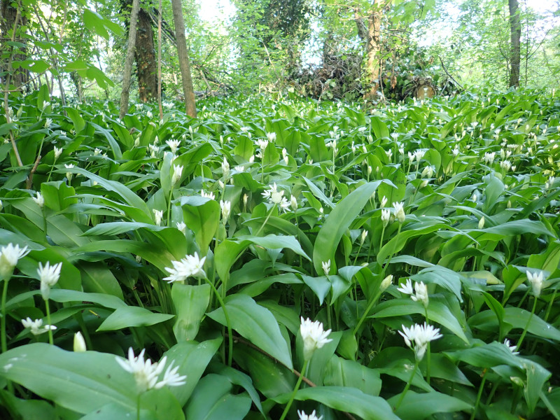 Nella foto: L'aglio ursino (Allium ursinum)