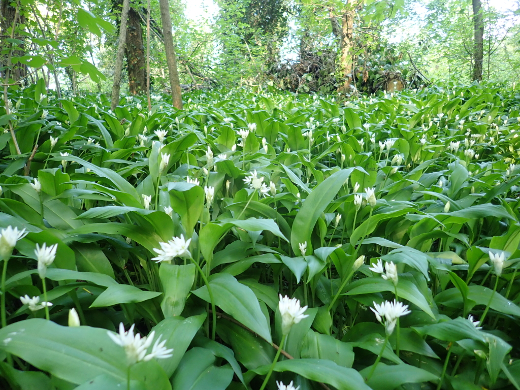 Foto di Aglio orsino