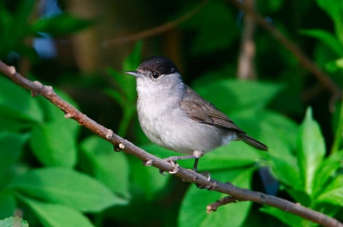 Nella foto: un maschio di capinera (Sylvia atricapilla), piccolo uccello passeriforme il cui canto melodioso anima il Bosco