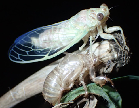 Cicala adulta uscita dall'involucro larvale