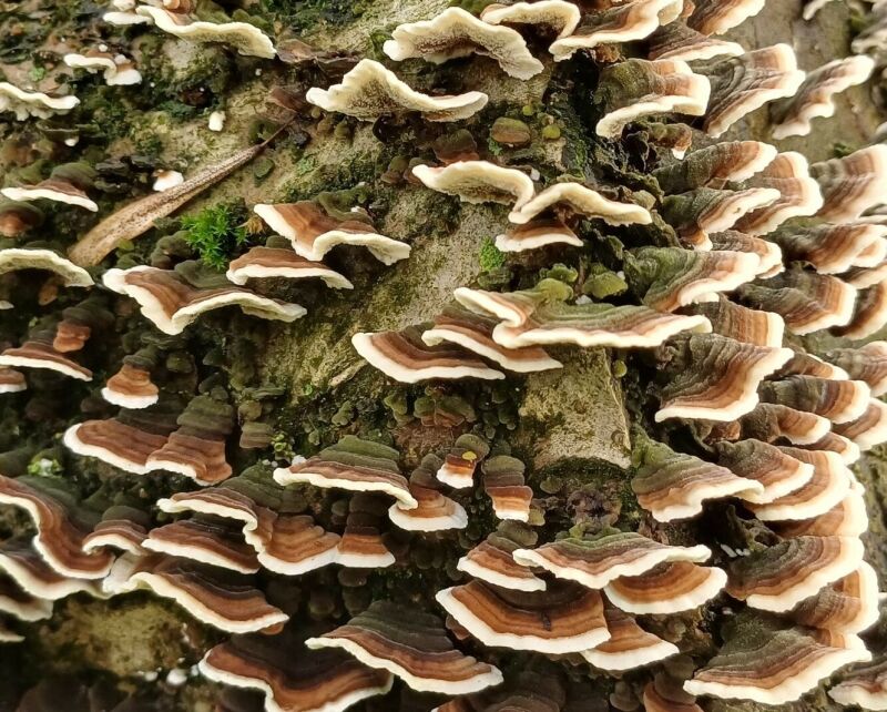 Coda di Tacchino, fungo a mensola