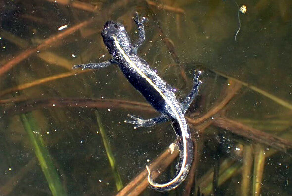 Il tritone crestato italiano (Triturus carnifex) un anfibio ormai raro nella nostra pianura